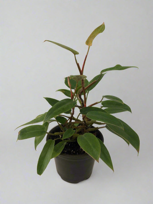 6" Philodendron Painted Lady