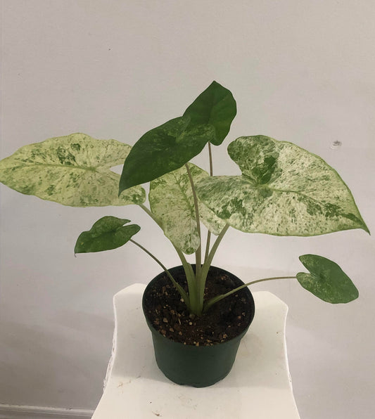 4" Alocasia Macrorrhiza Variegated