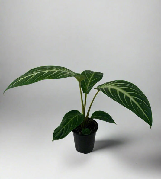 Xanthosoma Magnificum