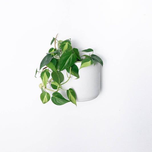 7" & 5" Wall Mounted Signature Stone Planters: 5" Wall Planter