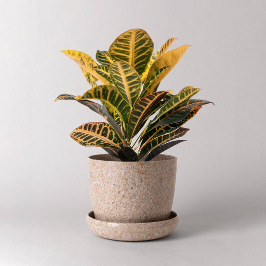 7" Rice Husk Planter Pot