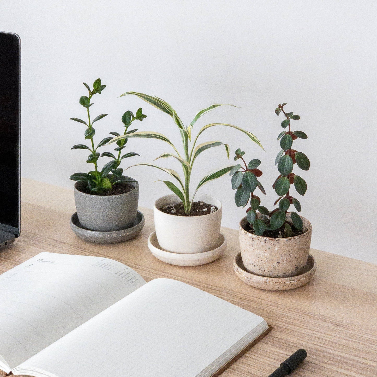 Three Set | Mini Planters Harmony Set: Mixed
