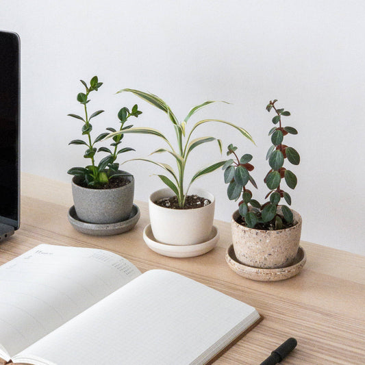 Three Set | Mini Planters Harmony Set: Mixed