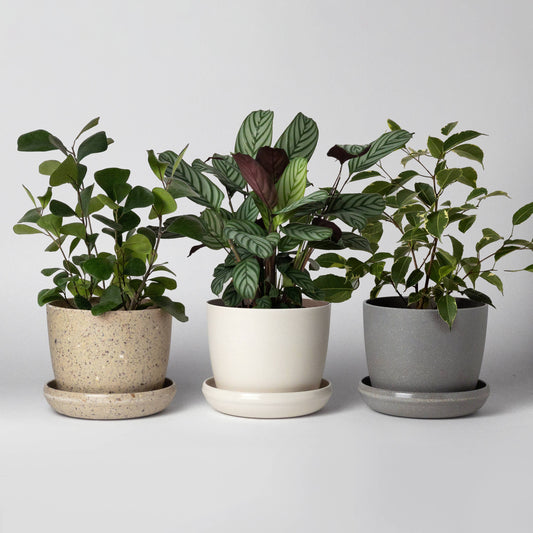Three Set | Mini Planters Harmony Set: 5" Mixed