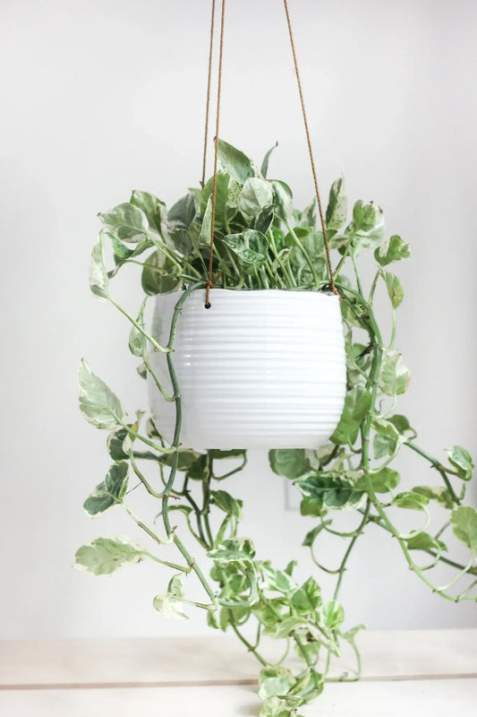Large Ribbed Glossy White Ceramic Hanging Planter Pot: 7